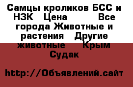 Самцы кроликов БСС и НЗК › Цена ­ 400 - Все города Животные и растения » Другие животные   . Крым,Судак